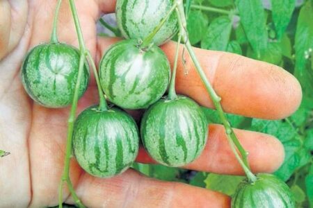 Tzimbalo – Solanum caripense