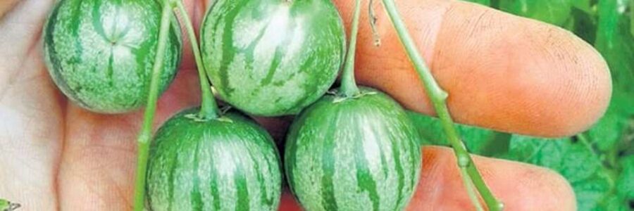 Tzimbalo – Solanum caripense