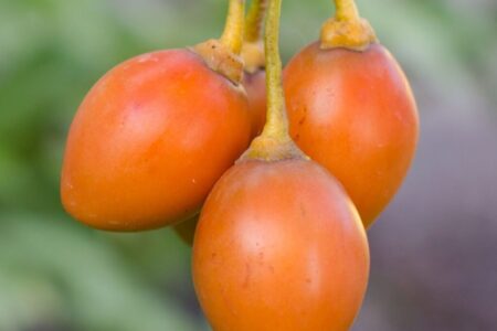Tamarilho Laranja – Solanum betaceum