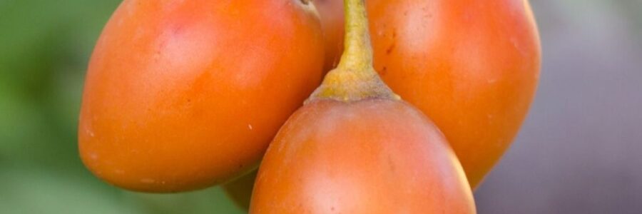 Tamarilho Laranja – Solanum betaceum