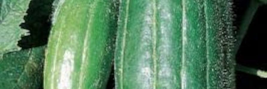 Carosello ‘Scopatizzo Barese’ – Cucumis melo L.