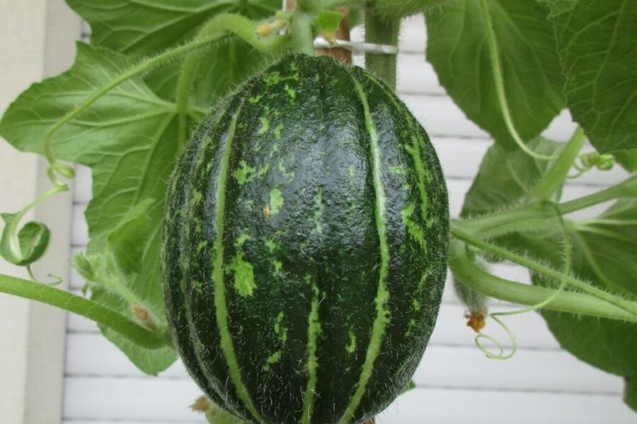 Carosello ‘Tondo di Massafra’ –