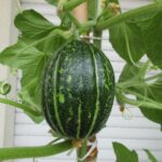 Carosello ‘Tondo di Massafra’ -