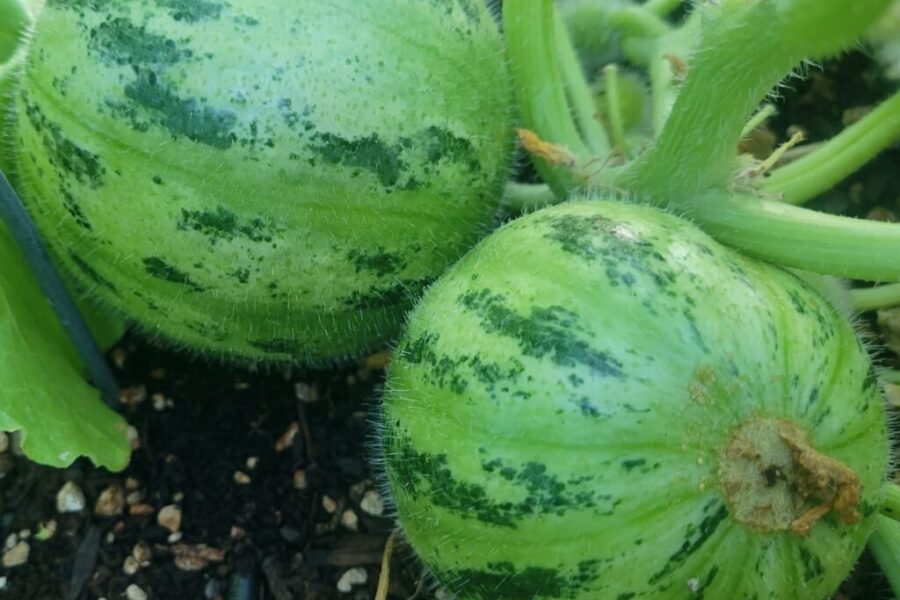 Carosello “Tondo di Manduria” – Cucumis melo adzhur