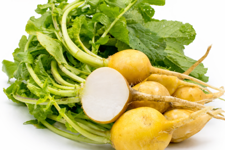 Rabanete Amarelo “Zlata” – Raphanus sativus