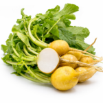 Rabanete Amarelo "Zlata" - Raphanus sativus