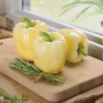 Pimento Palanacka Babura - Capsicum annuum