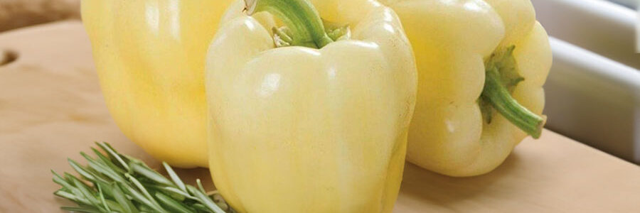 Pimento Palanacka Babura – Capsicum annuum
