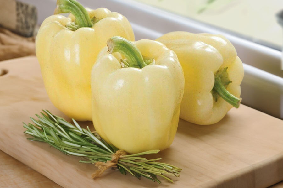 Pimento Palanacka Babura – Capsicum annuum