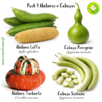 Pack 4 Variedades de Abóboras e Cabaças