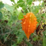 Melão de São Caetano - Momordica charantia