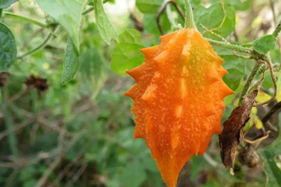Melão de São Caetano – Momordica charantia