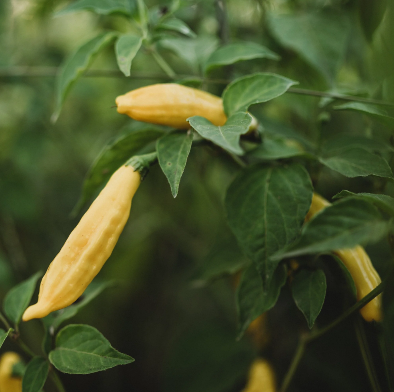 Sementes de aji lemon drop