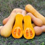 Abóbora Manteiga Butternut - Cucurbita moschata