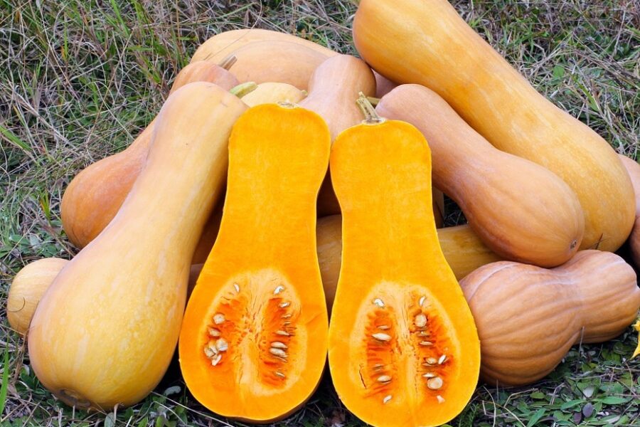 Abóbora Manteiga Butternut – Cucurbita moschata