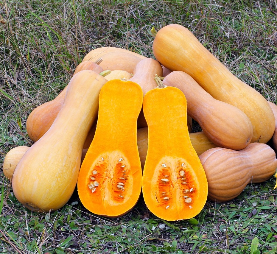 butternut-squash-109131_1280