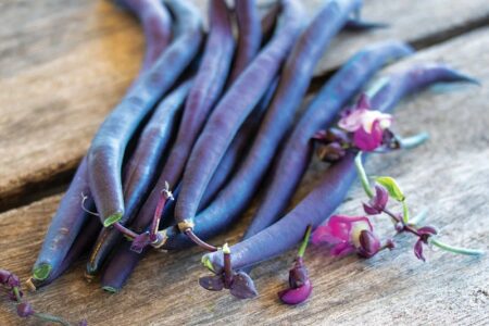 Feijão Purple Queen – Phaseolus vulgaris