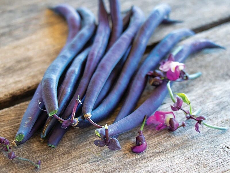 Feijão Purple Queen – Phaseolus vulgaris