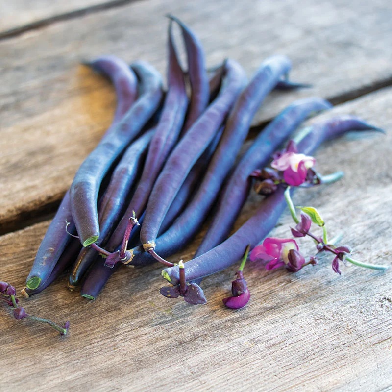feijão purple2
