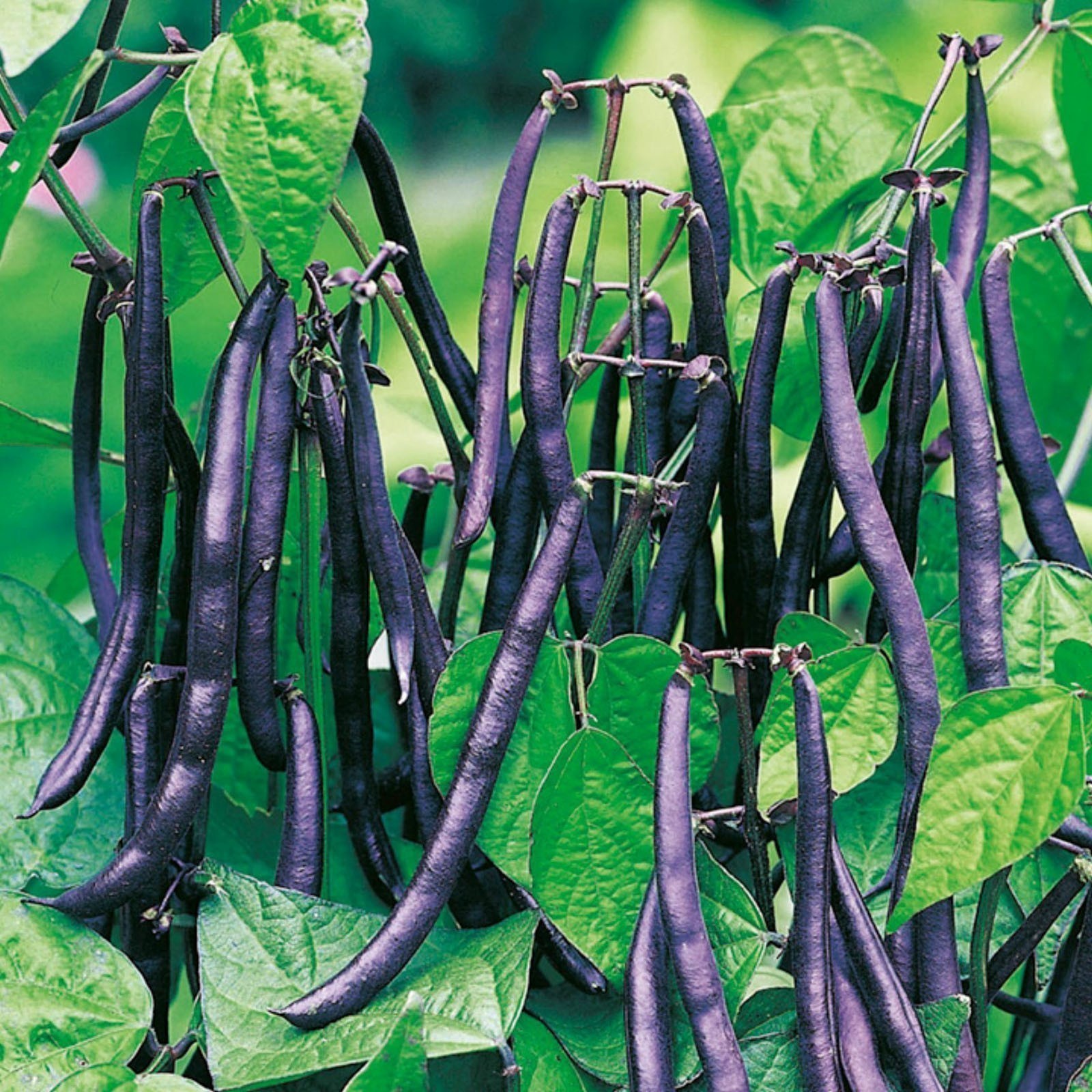 feijão purple3