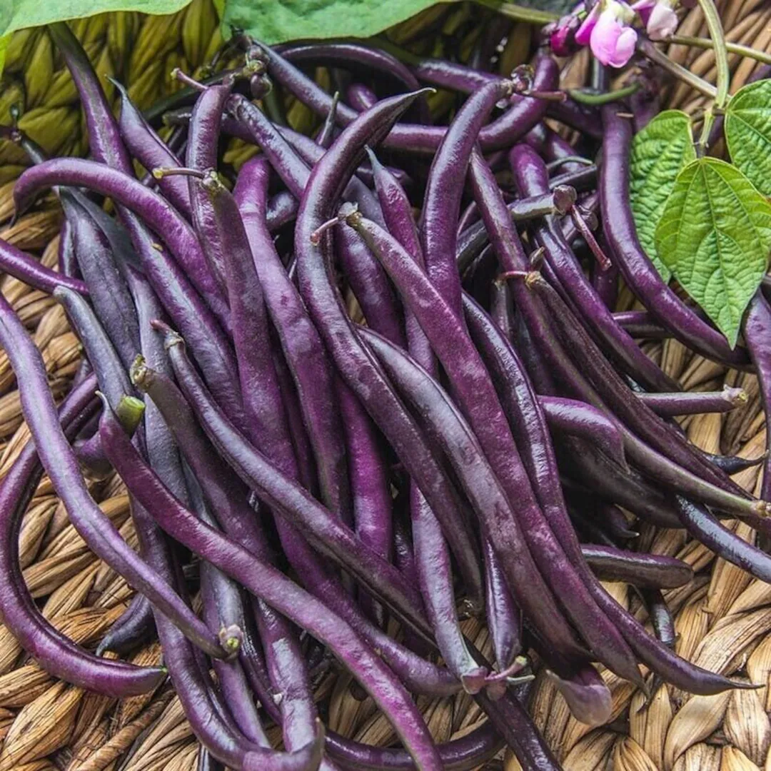feijão purple5