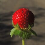 Morango Indiano - Potentilla indica