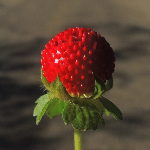 morango indiano1