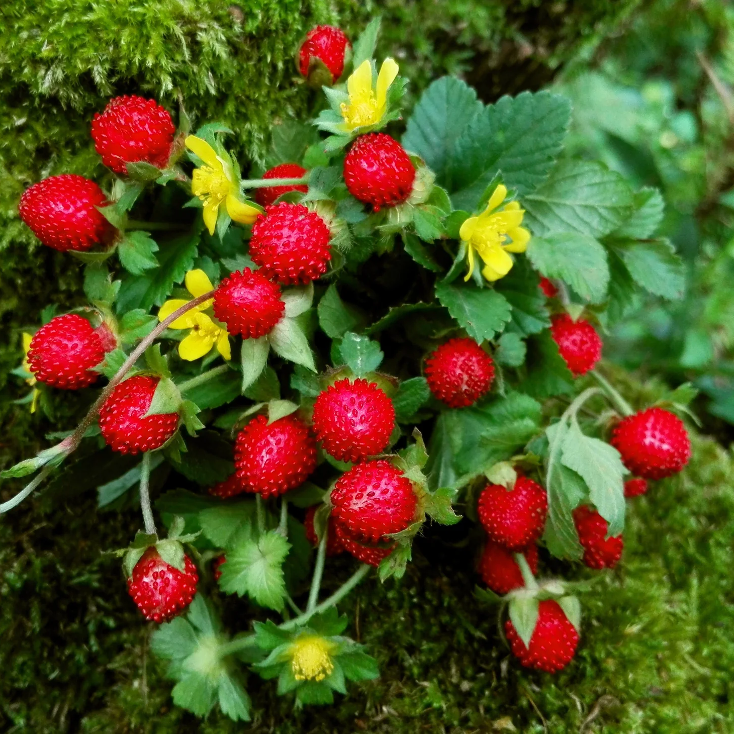 morango indiano5