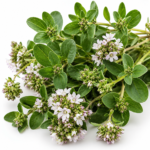 Manjerona - Origanum majorana