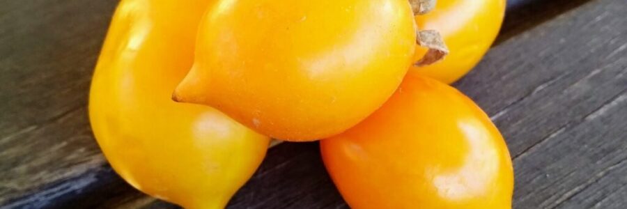Tomate Amarelo Piennolo – Solanum lycopersicum