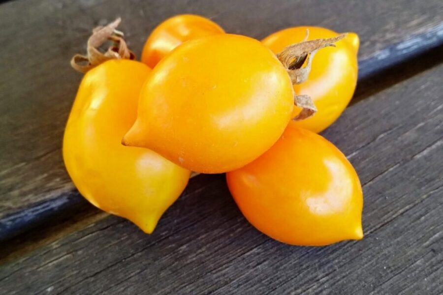 Tomate Amarelo Piennolo – Solanum lycopersicum