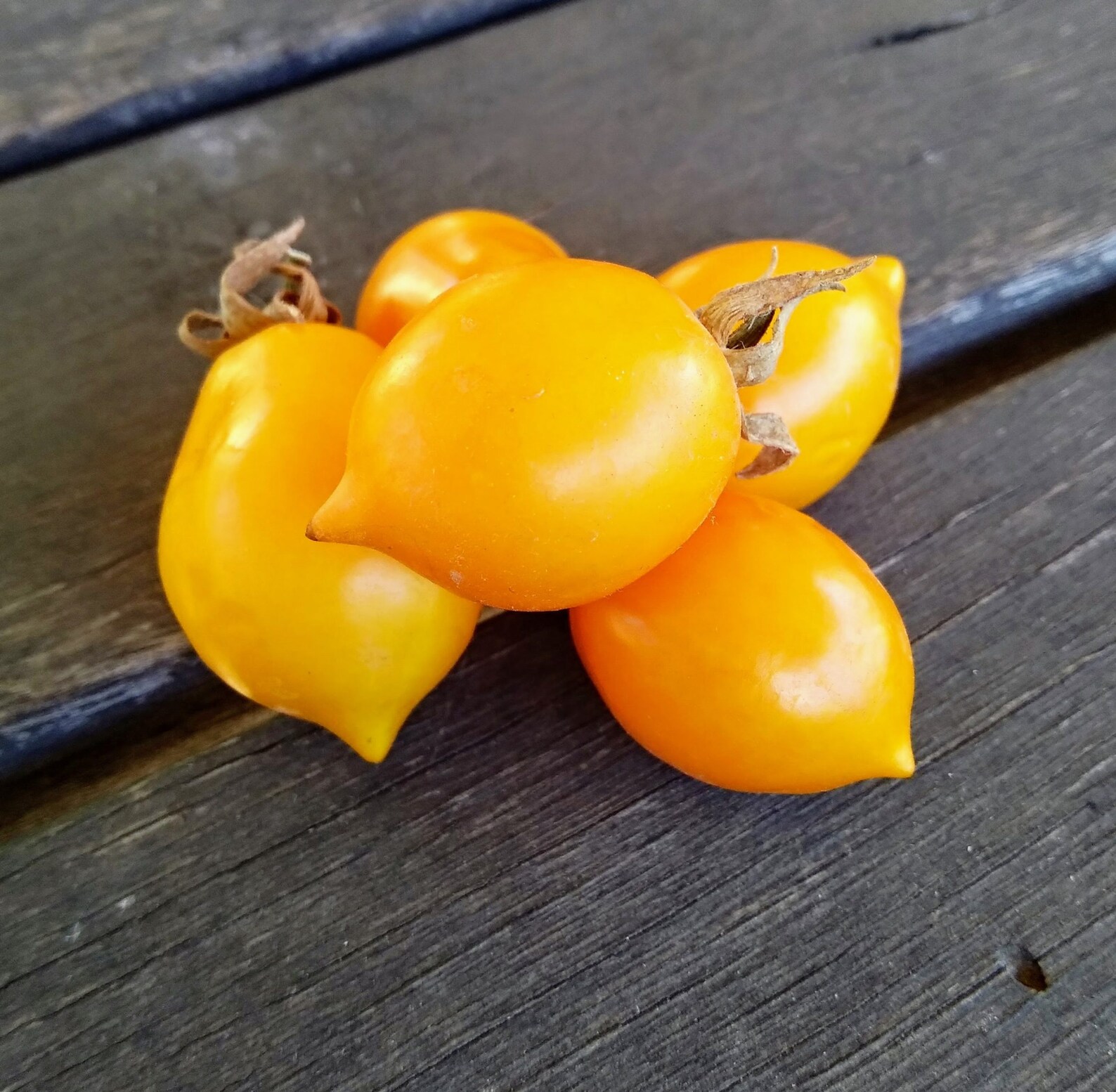 tomate piennolo1