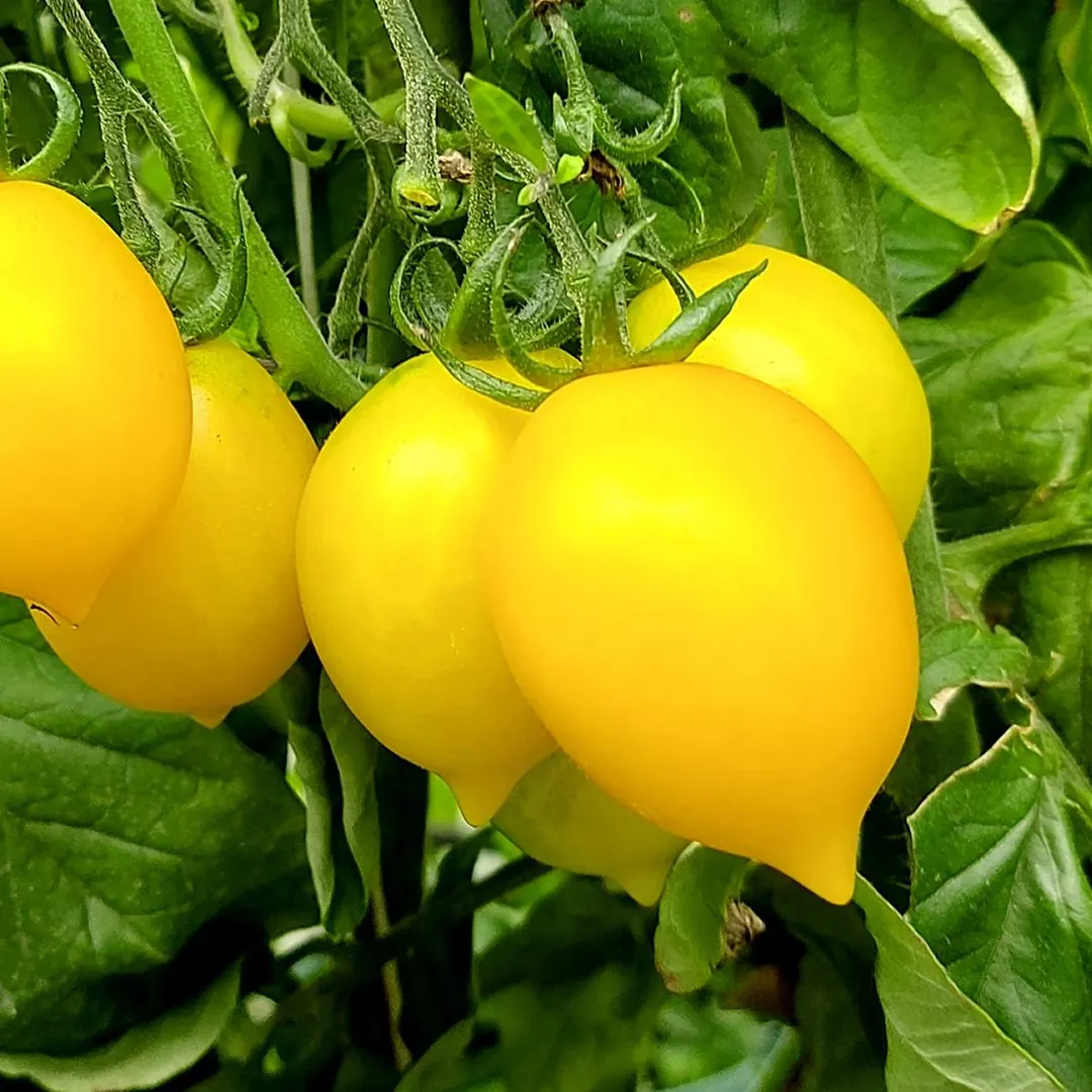 tomate piennolo3
