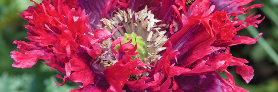 Papoila Drama Queen – Papaver paeoniflorum