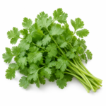 Coentros - Coriandrum sativum