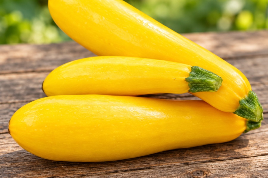 Curgete Amarela – Cucurbita pepo