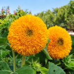 Girassol Dobrado Anão - Helianthus annuus