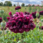 Papoila Negra - Papaver somniferum