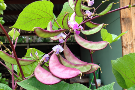 Feijão Lablab – Lablab purpureus