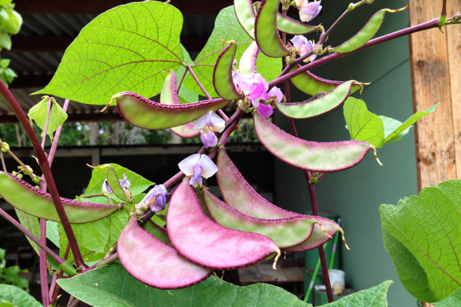 Feijão Lablab – Lablab purpureus
