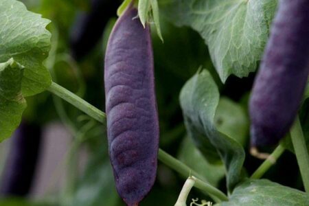 Ervilha Desiree – Pisum sativum