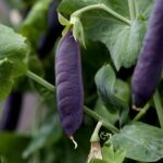 Ervilha Desiree - Pisum sativum
