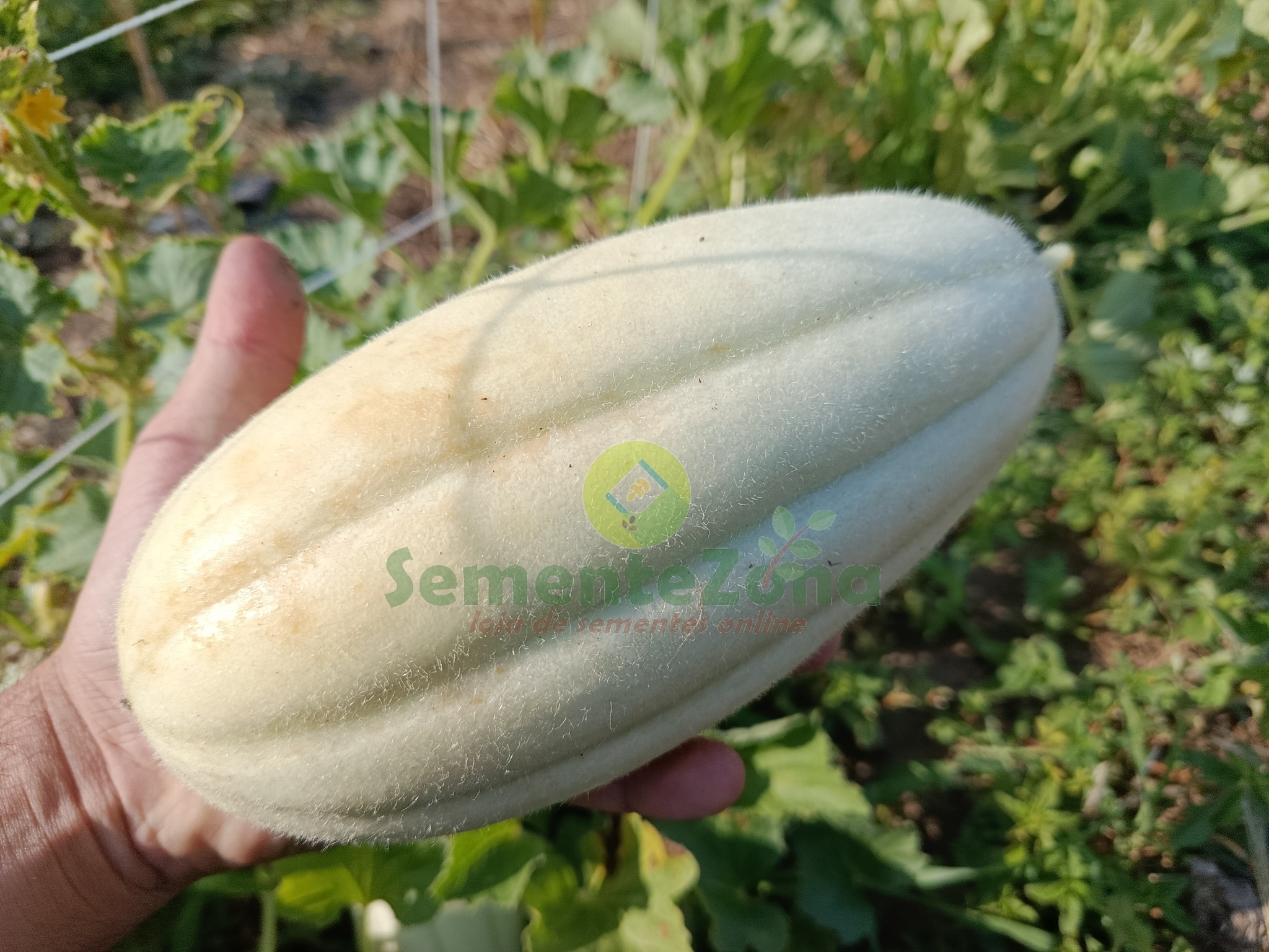pepino_sementezona_marca_agua_1