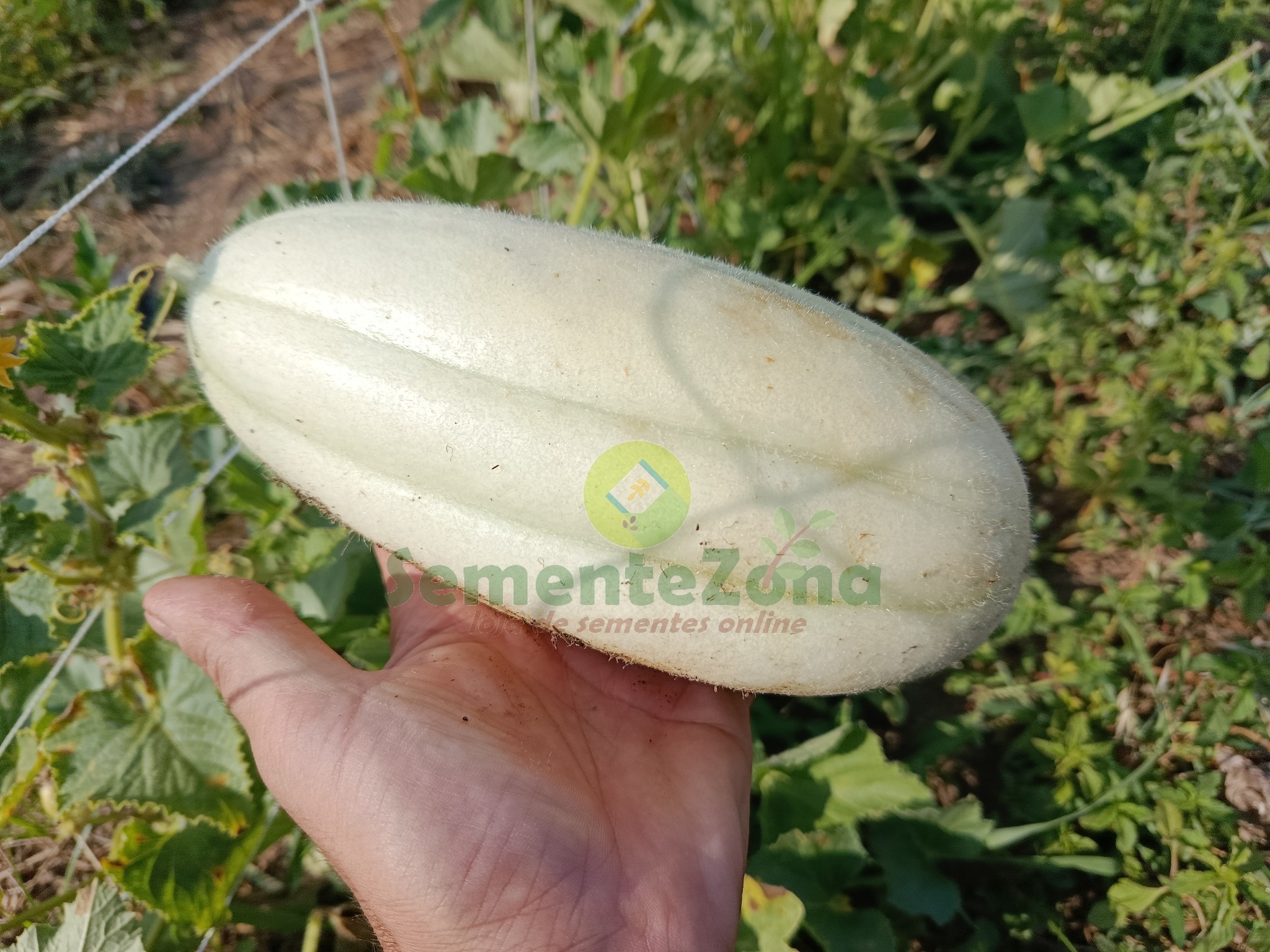 pepino_sementezona_marca_agua_2